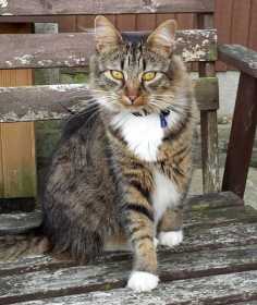 Lost Cat