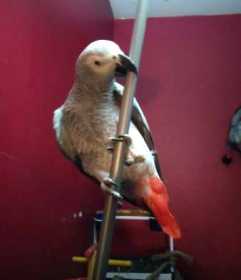 Lost African Grey