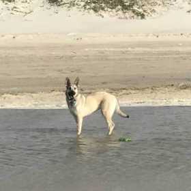 Lost Dog