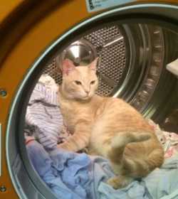 Lost Cat