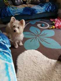 Lost Dog