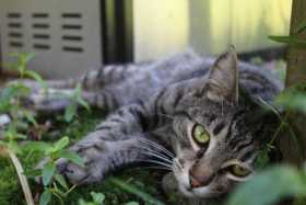 Lost Cat