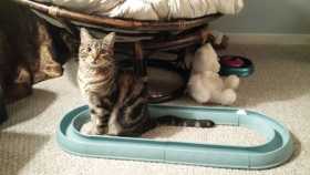 Lost Cat