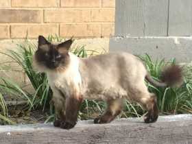 Lost Cat