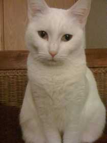 Lost Cat