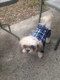 Lost Dog
