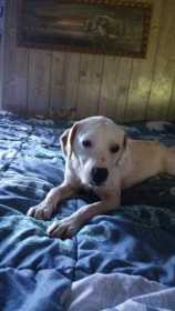 Lost Dog