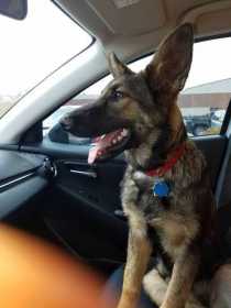 Lost Dog