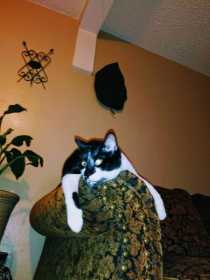 Lost Cat