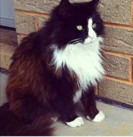 Lost Cat