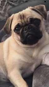 Lost Dog