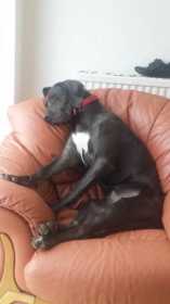 Lost Dog