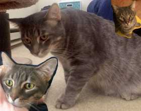 Lost Cat