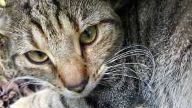 Lost Cat