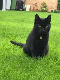 Lost Cat