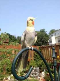 Lost Cockatiel