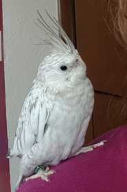 Lost Cockatiel