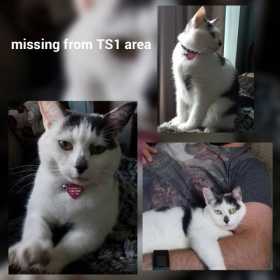 Lost Cat