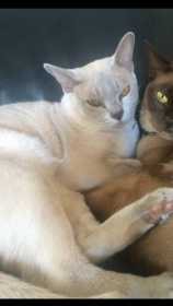 Lost Cat