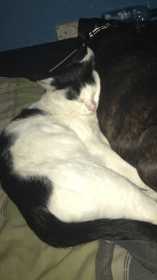 Lost Cat