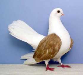 Lost Pigeon