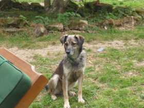 Lost Dog