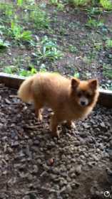 Lost Dog