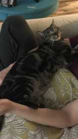 Lost Cat