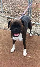 Lost Dog
