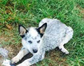 Lost Dog
