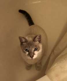 Lost Cat