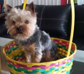 Lost Dog