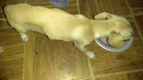 Lost Dog