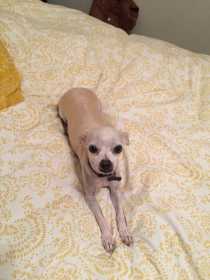 Lost Dog