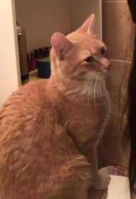 Lost Cat