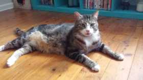 Lost Cat