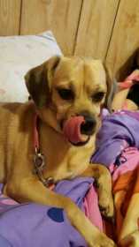 Lost Dog