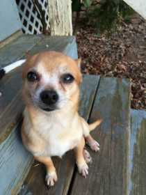 Lost Dog