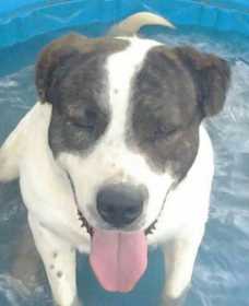 Lost Dog