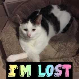Lost Cat