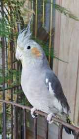 Lost Cockatiel