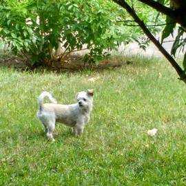 Lost Dog