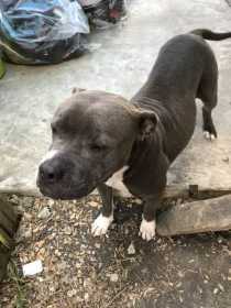 Lost Dog