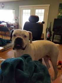 Lost Dog