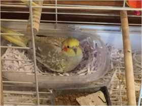 Lost Cockatiel