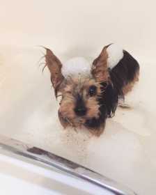 Lost Dog