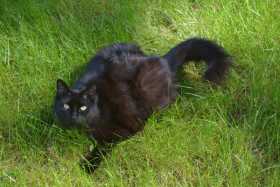 Lost Cat