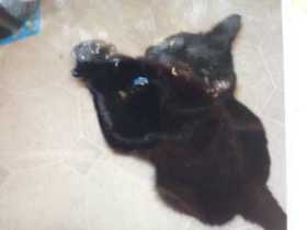 Lost Cat