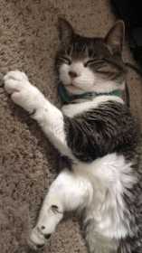 Lost Cat