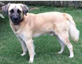 Lost Dog